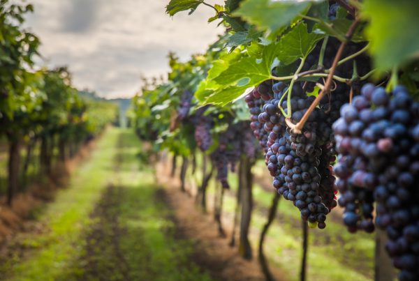 50&Più catanzaro in visita alle cantine di Cirò