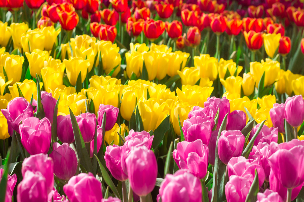 50&Più Milano, Parco sigurtà e riviera sanremese, gli appuntamenti di primavera