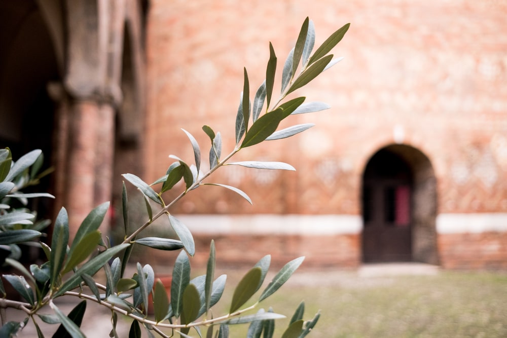 Ramoscello d'ulivo con dietro una chiesa