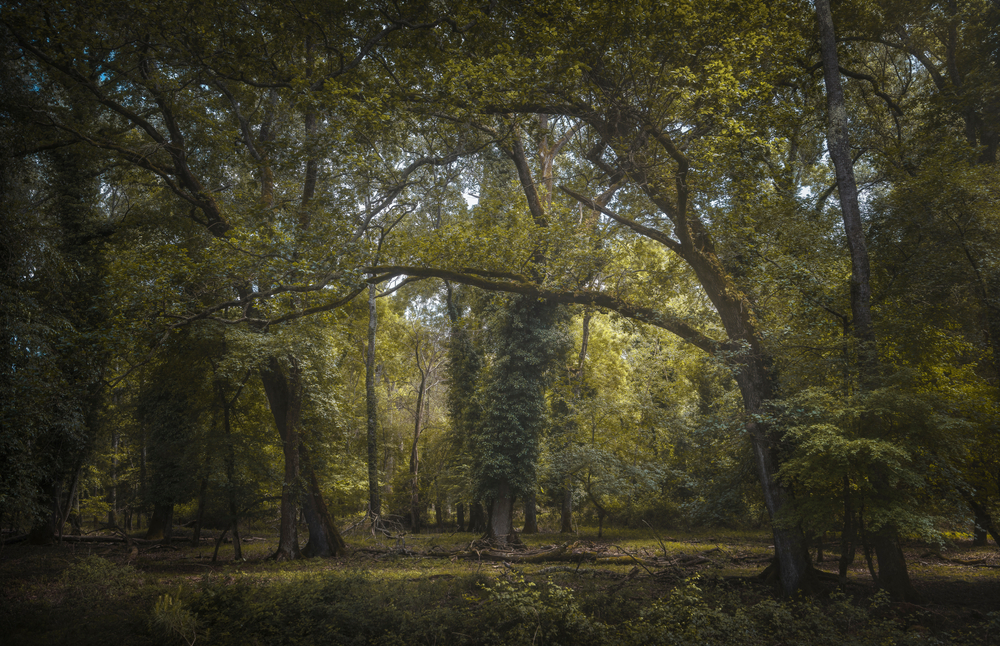 Parco di San Rossore Lucca