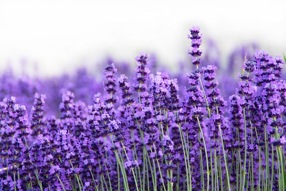 Campo di lavanda