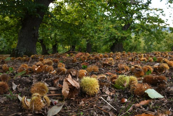 50>&Più Arezzo organizza per il 20 novembre una raccolta di castagne